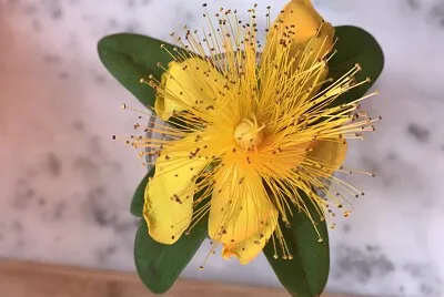Fleur terrasse