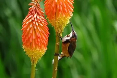 colibri