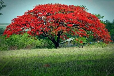 FLAMBOYAN FLORECIDO jigsaw puzzle