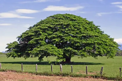 ARBOL DE CEIBA jigsaw puzzle