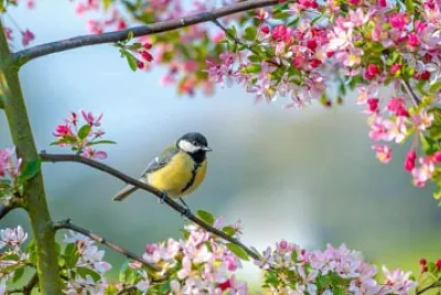 Birds, buds and bright days