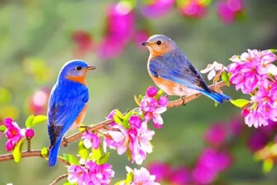 Spring Birds