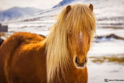 Cavalo Islandes