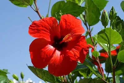 FLOR DE MAGA jigsaw puzzle