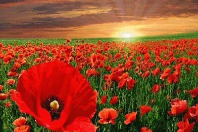 AMAPOLAS jigsaw puzzle