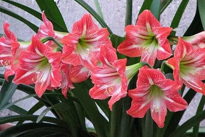 FLORES DE AZUCENA jigsaw puzzle