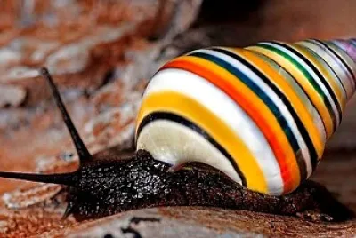 BELLO CARACOL jigsaw puzzle