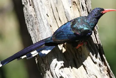 Woodhoopoe verde