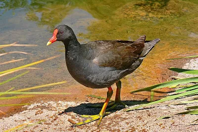 Gallinella tenebrosa
