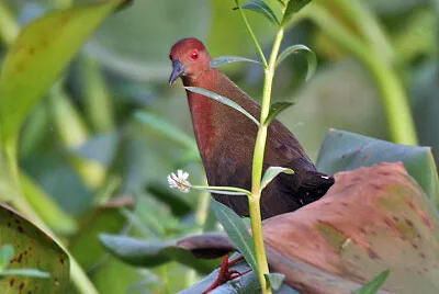 Schiribilla pettorossiccio