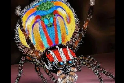 araña jigsaw puzzle