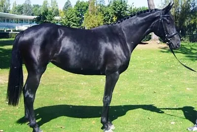 Hanoveriano