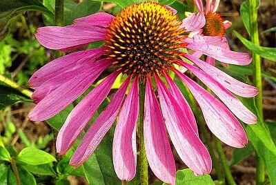 echinacea