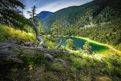 Tronco caído jigsaw puzzle