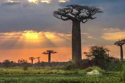 Avenue_of_the_Baobabs_11 jigsaw puzzle