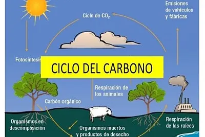 ciclo del carbono
