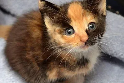 gatito hachi