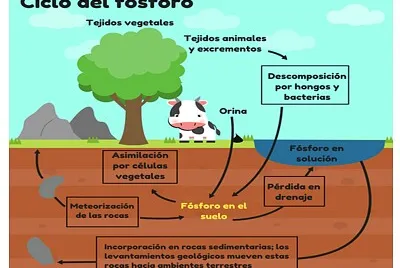 ciclo del fosforo