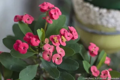 FLEURS