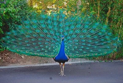 PAVO REAL jigsaw puzzle
