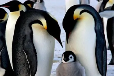 PINGUINOS IMPERIALES jigsaw puzzle