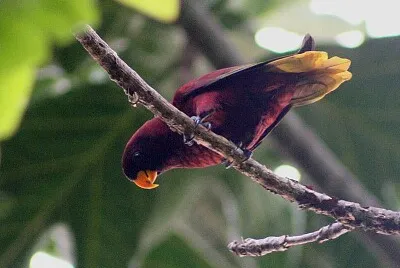 Lorichetto di Pohnpei