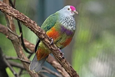 Colomba frugivora delle isole marianne