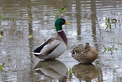 canard