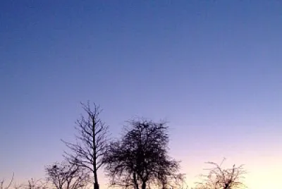 arbre et lumière