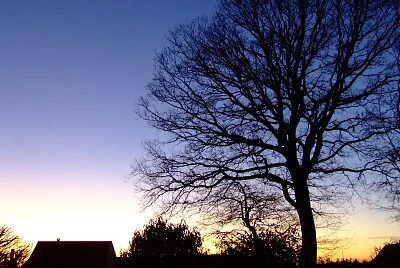 arbre et lumière