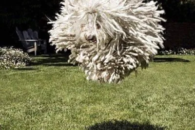 cane pom pom