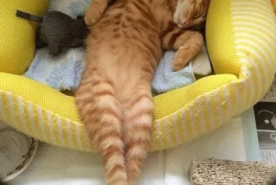 Descansando