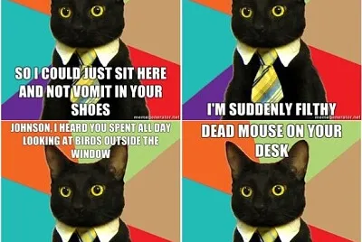 cats8