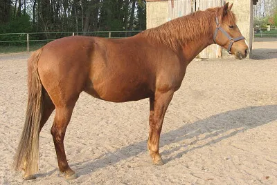 Berbere