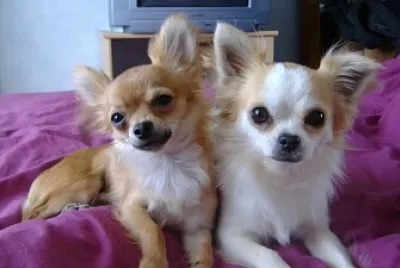 Toy dogs