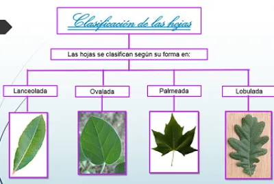 Clasificación de las hojas