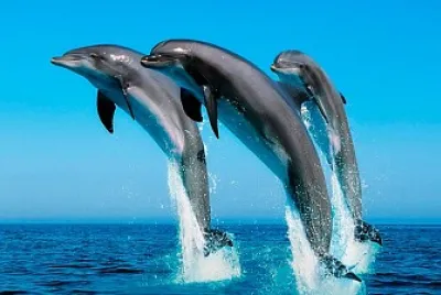 DELFINES jigsaw puzzle