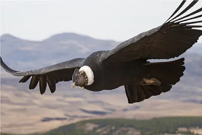 CONDOR VOLANDO jigsaw puzzle