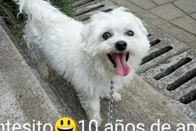 dante
