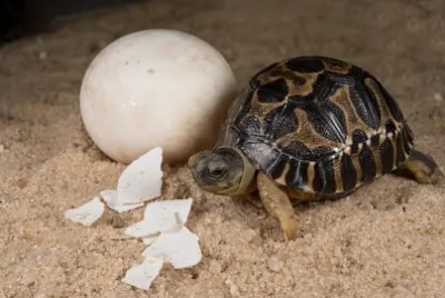 Tortuga jigsaw puzzle