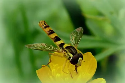 Syrphe