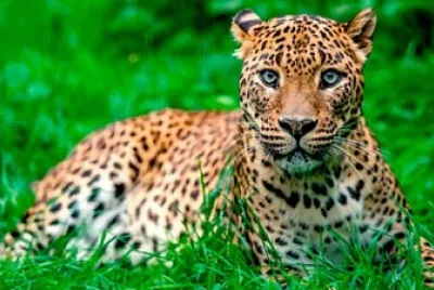leopardo