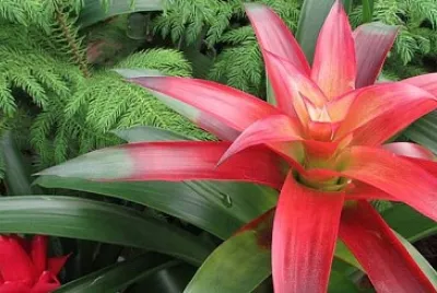 Bromelia