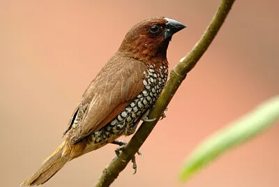 Lonchura punctulata