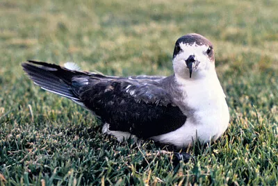 Petrello delle Hawaii