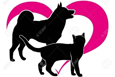 cats17