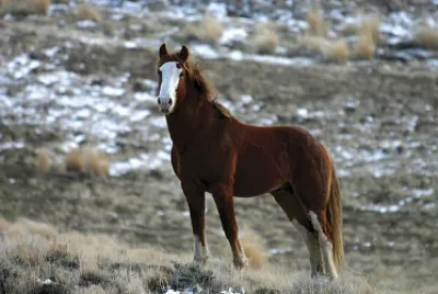 Mustang Espanhol