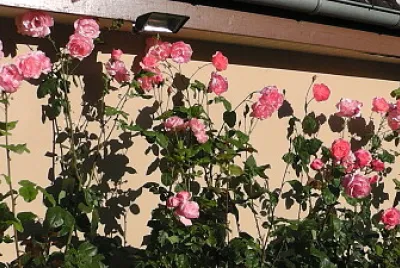 Ducey roses