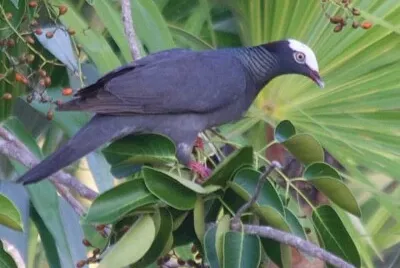Piccione dalla corona bianca