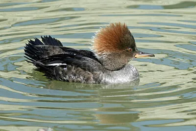 Merganser incappucciato